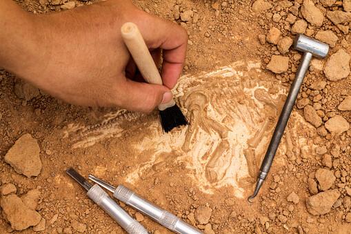 أهمية علم الآثار: حفريات تروي قصة الإنسان وتراثه